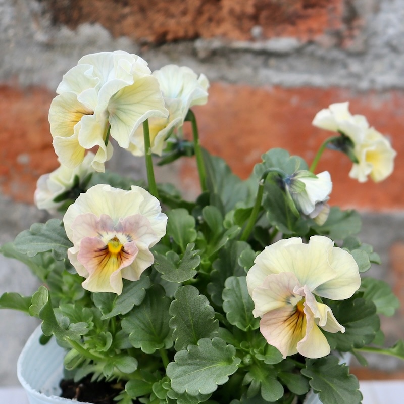 画像の現品1点限り!!桐生ふぁ~む×花日和さんのビオラ「アイクルール