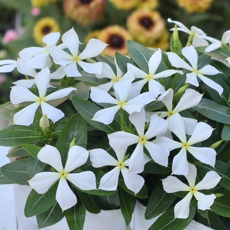 北島園芸さんのビンカ(日々草)「しらゆきひめ」(3.5号ポット)