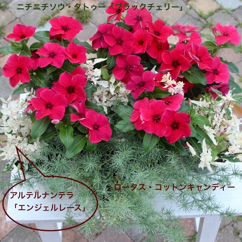 ビンカ(日々草)・タトゥー「ブラックチェリー」(3号ポット)