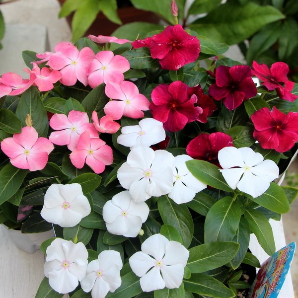 ビンカ(日々草)・タトゥー「ブラックチェリー」(3号ポット)