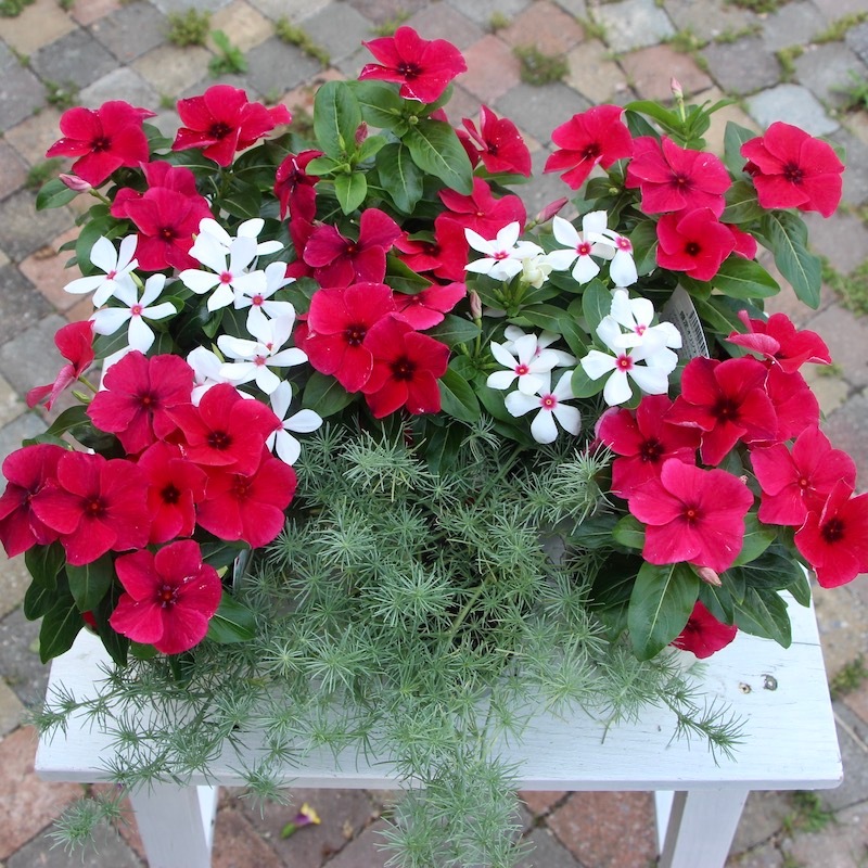 ビンカ(日々草)・タトゥー「ブラックチェリー」(3号ポット)