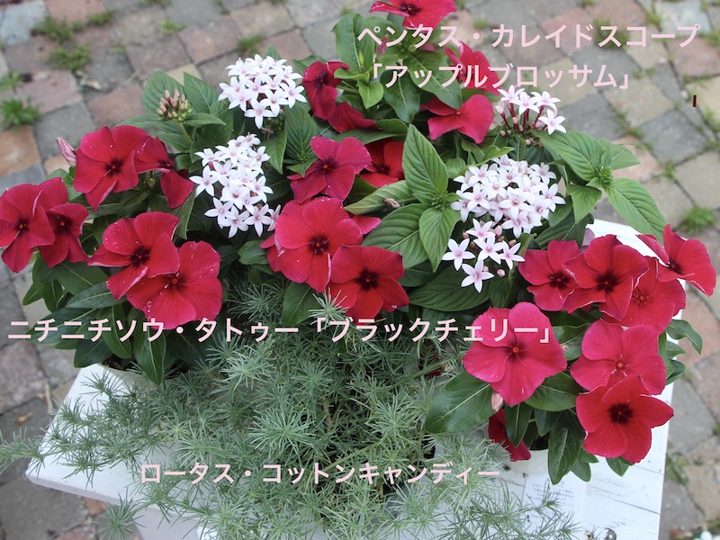 ビンカ(日々草)・タトゥー「ブラックチェリー」(3号ポット)