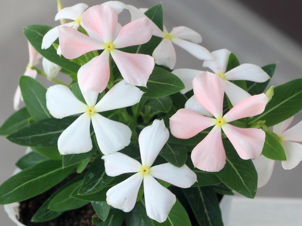 北島園芸さんのビンカ(日々草)「さくらミルク」Aタイプ(3.5号ポット)