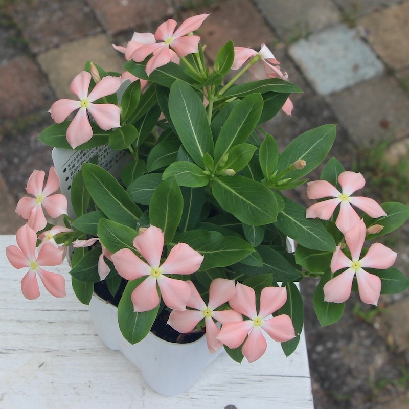 北島園芸さんのビンカ(日々草)「さくらミルク」Aタイプ(3.5号ポット)