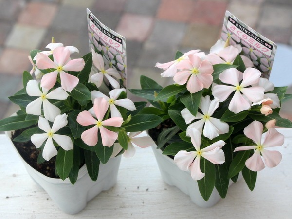 北島園芸さんのビンカ(日々草)「さくらミルク」Aタイプ(3.5号ポット)