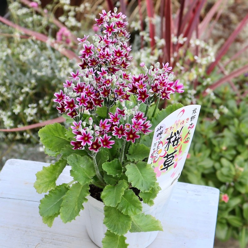 画像で花色を選べる!!松野さんの変わり咲き桜草☆23-04番(3.5号ポット)