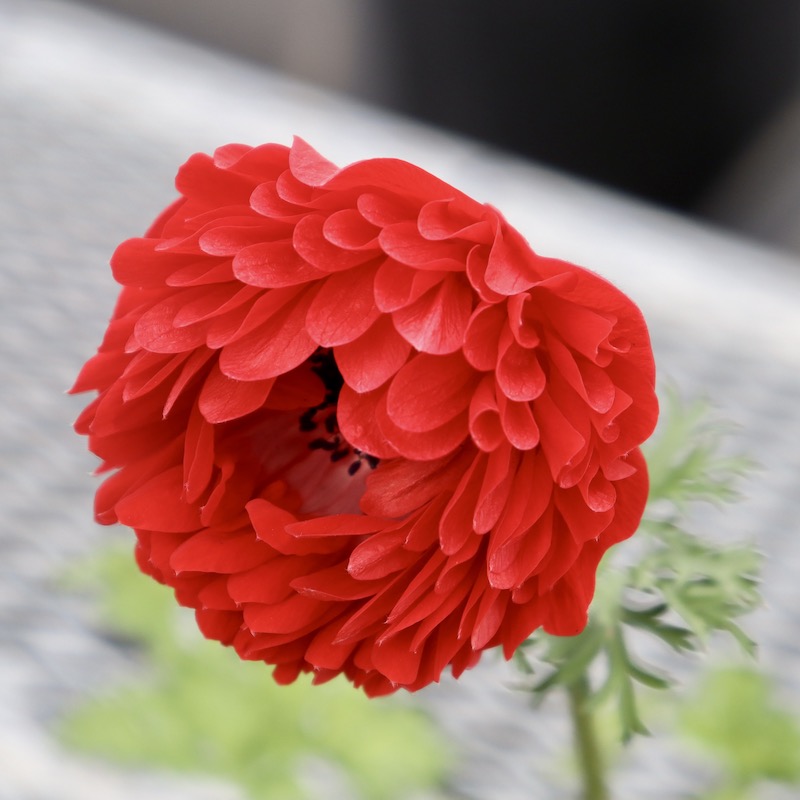 2株植えの八重咲きアネモネ・ポルトダブル「スカーレット」