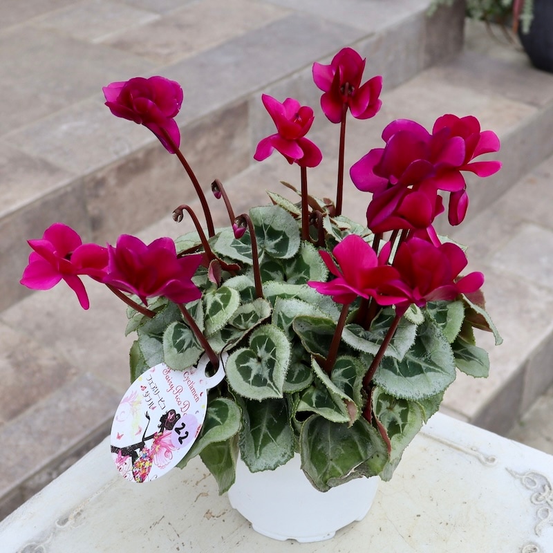 八重咲きミニシクラメン「フェアリーピコ」＜22＞