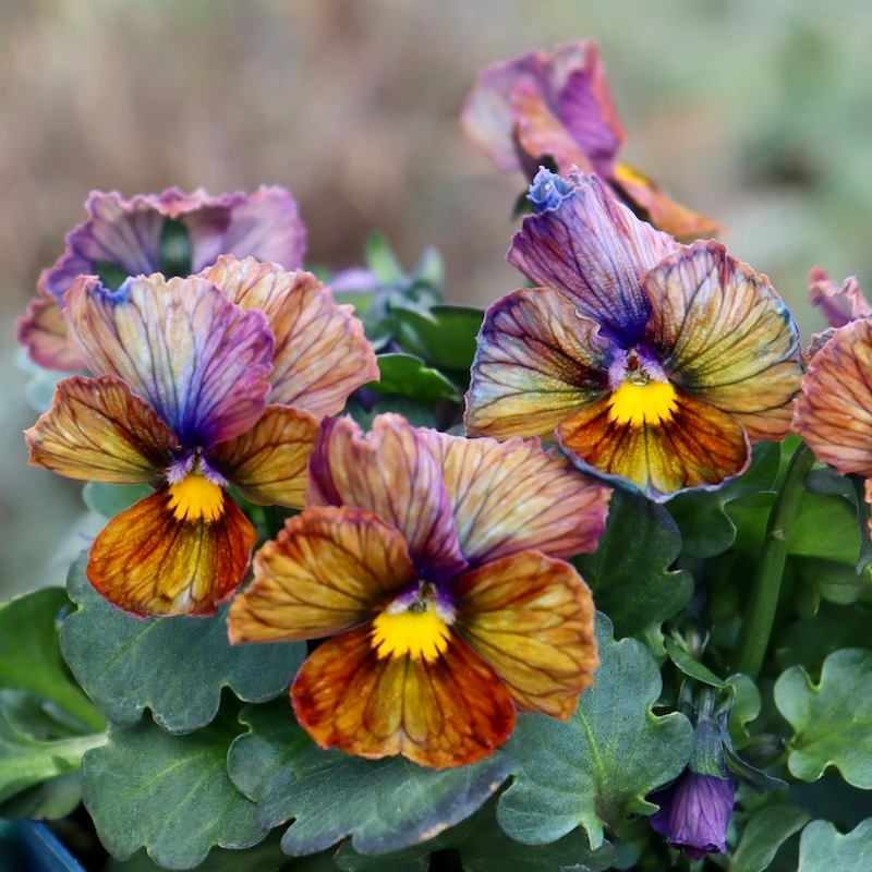 現品1点限り☆スペシャルなサトウ園芸さんのビオラ・ヌーヴェル