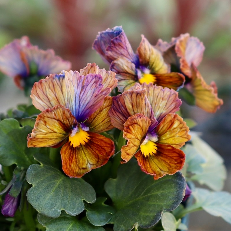 現品1点限り☆スペシャルなサトウ園芸さんのビオラ・ヌーヴェル