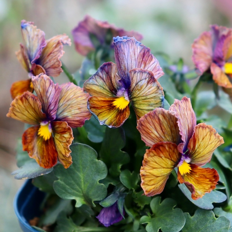 現品1点限り☆スペシャルなサトウ園芸さんのビオラ・ヌーヴェル
