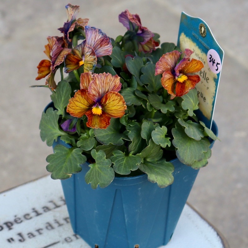 現品1点限り☆スペシャルなサトウ園芸さんのビオラ・ヌーヴェル