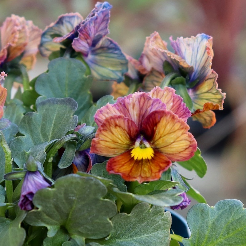 現品1点限り☆スペシャルなサトウ園芸さんのビオラ・ヌーヴェル