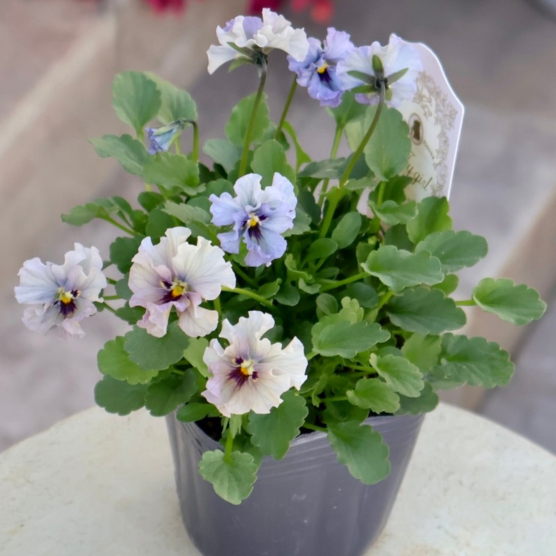 2025年☆石川園芸さんの小輪ビオラ「マイガール」お色お任せ♪