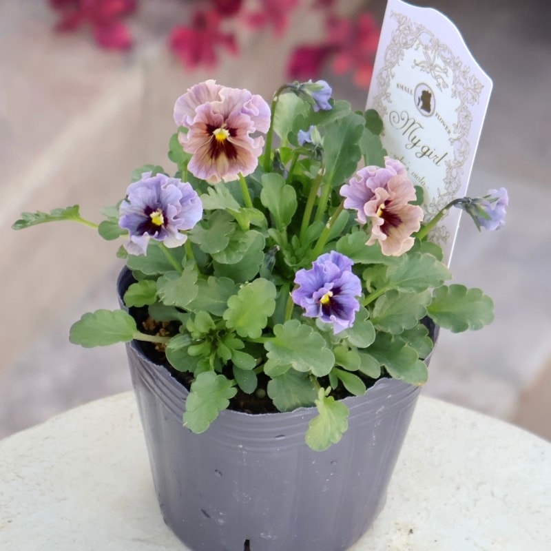 2025年☆石川園芸さんの小輪ビオラ「マイガール」お色お任せ♪