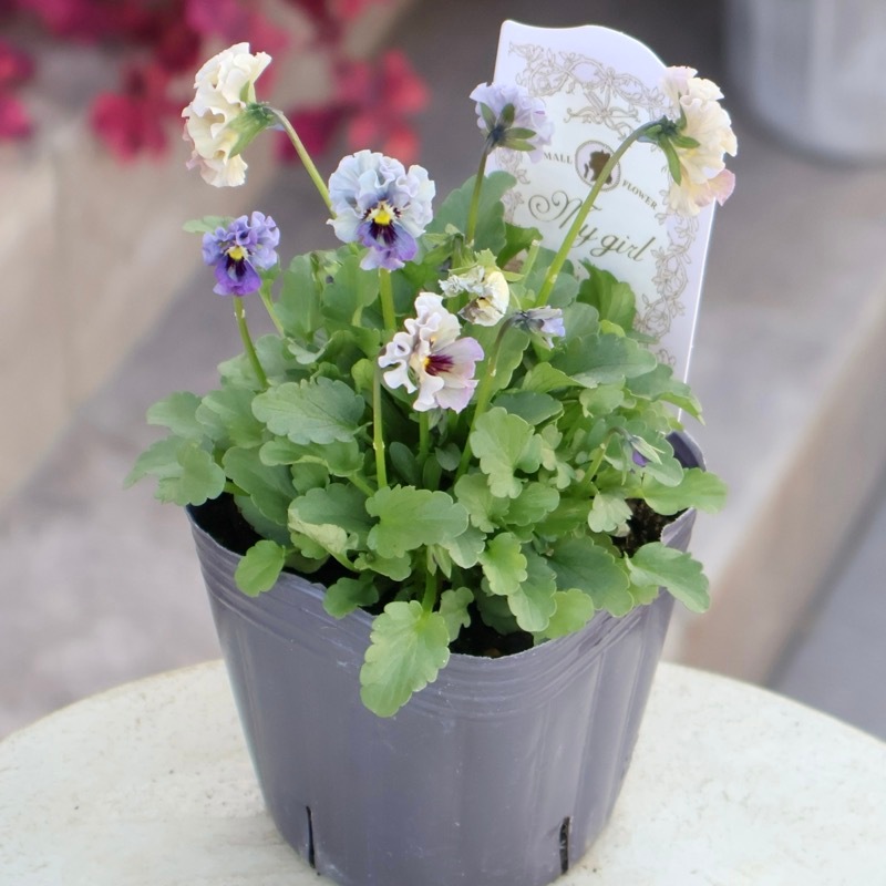 2025年☆石川園芸さんの小輪ビオラ「マイガール」お色お任せ♪