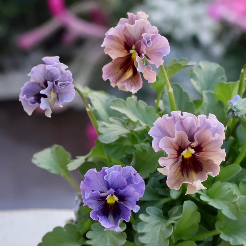 2025年☆石川園芸さんの小輪ビオラ「マイガール」お色お任せ♪