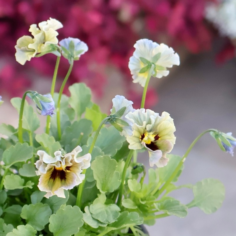 2025年☆石川園芸さんの小輪ビオラ「マイガール」お色お任せ♪