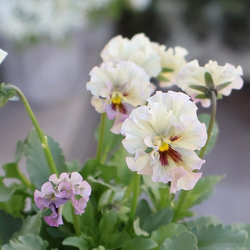 2025年☆石川園芸さんの小輪ビオラ「マイガール」お色お任せ♪