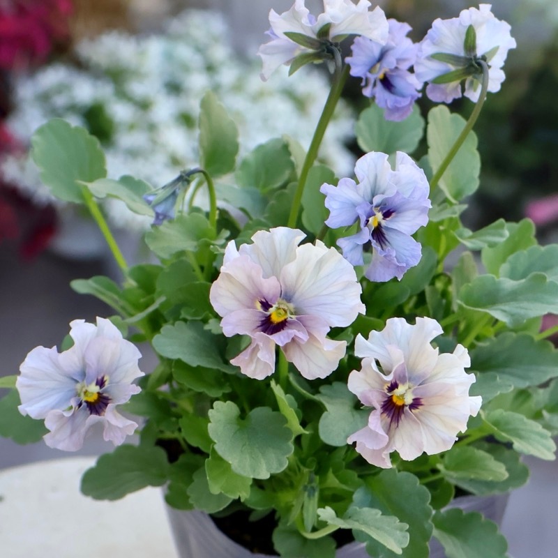 2025年☆石川園芸さんの小輪ビオラ「マイガール」お色お任せ♪