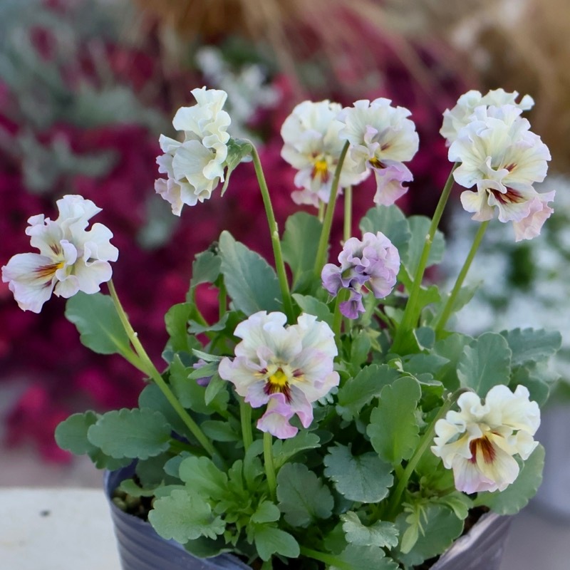 2025年☆石川園芸さんの小輪ビオラ「マイガール」お色お任せ♪