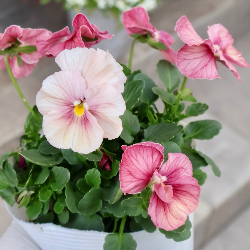 レア品☆画像の現品1点限り☆高知・植田さんのビオラ☆試験品種〈25SP01〉