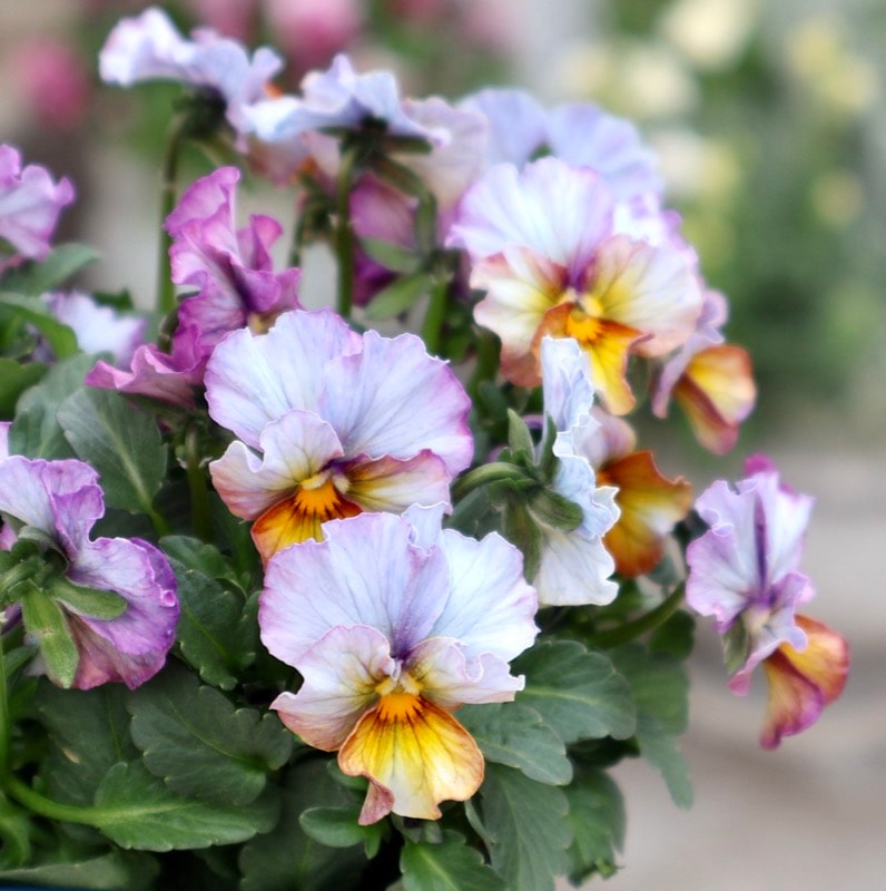 画像の現品1点限り☆スペシャルなサトウ園芸さんのビオラ・ヌーヴェル