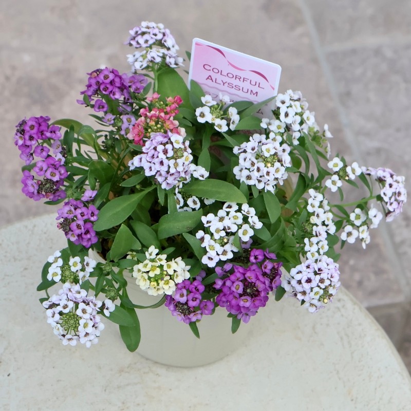 お手頃で可愛い♪アリッサム「ミックス」(3号ポット)