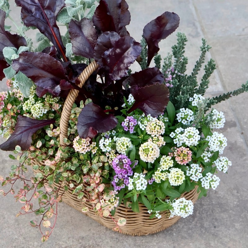 お手頃で可愛い♪アリッサム「ミックス」(3号ポット)