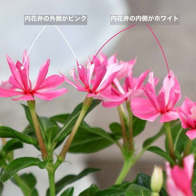 2026年NEW《八重咲き極小輪ニチニチソウ》サントリーさんのキャンディ