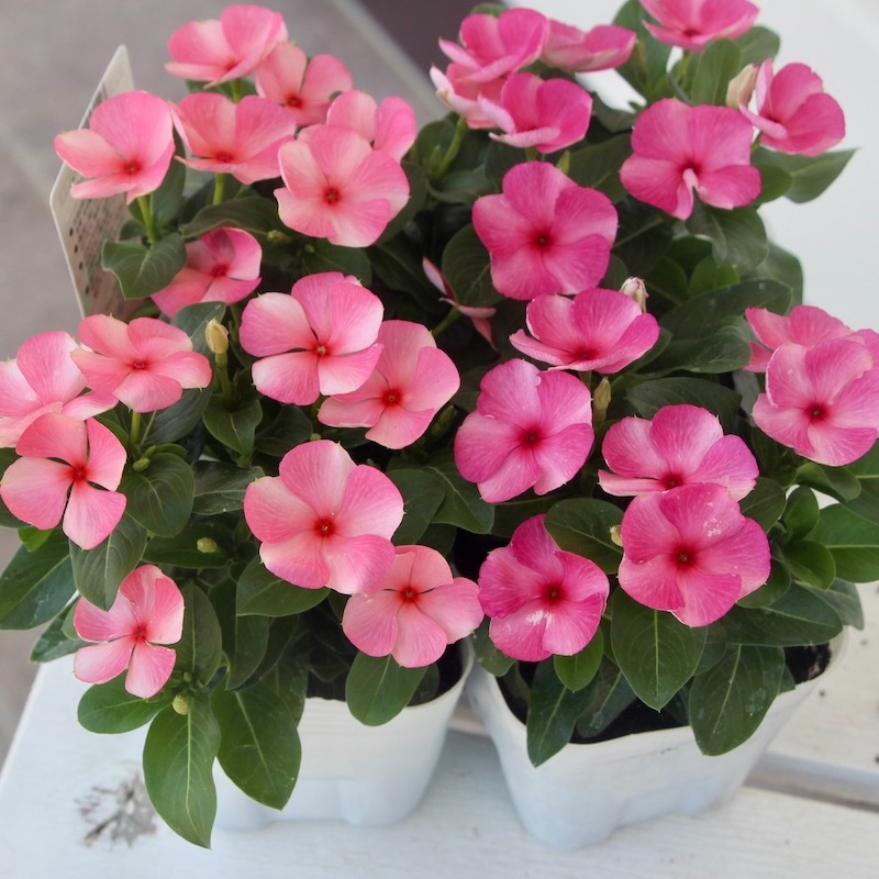 ビンカ(日々草)「びーだまパープル」(3.5号ポット)