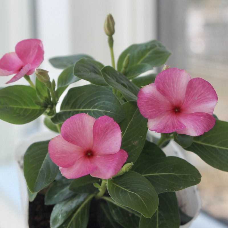 ビンカ(日々草)「びーだまパープル」(3.5号ポット)