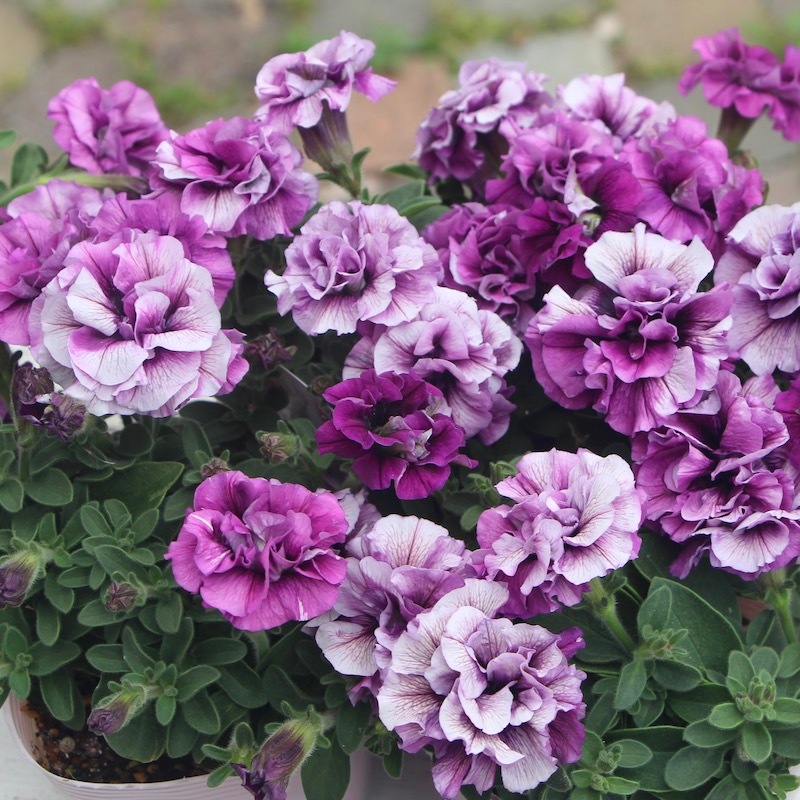 花日和さんの八重咲きペチュニア・ホイップマカロン「ブルーベリー