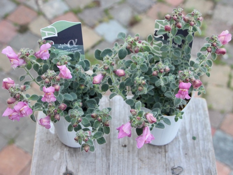 銀葉のキンギョソウ「シルバードラゴン」(2.5号ロングポット)