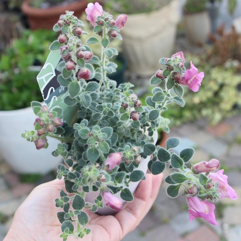 【花苗セット】銀葉宿根金魚草 シルバーライトピンク & スイートピンク シルバーリーフ】 キンギョソウ 『スイートピンク』 3寸POT