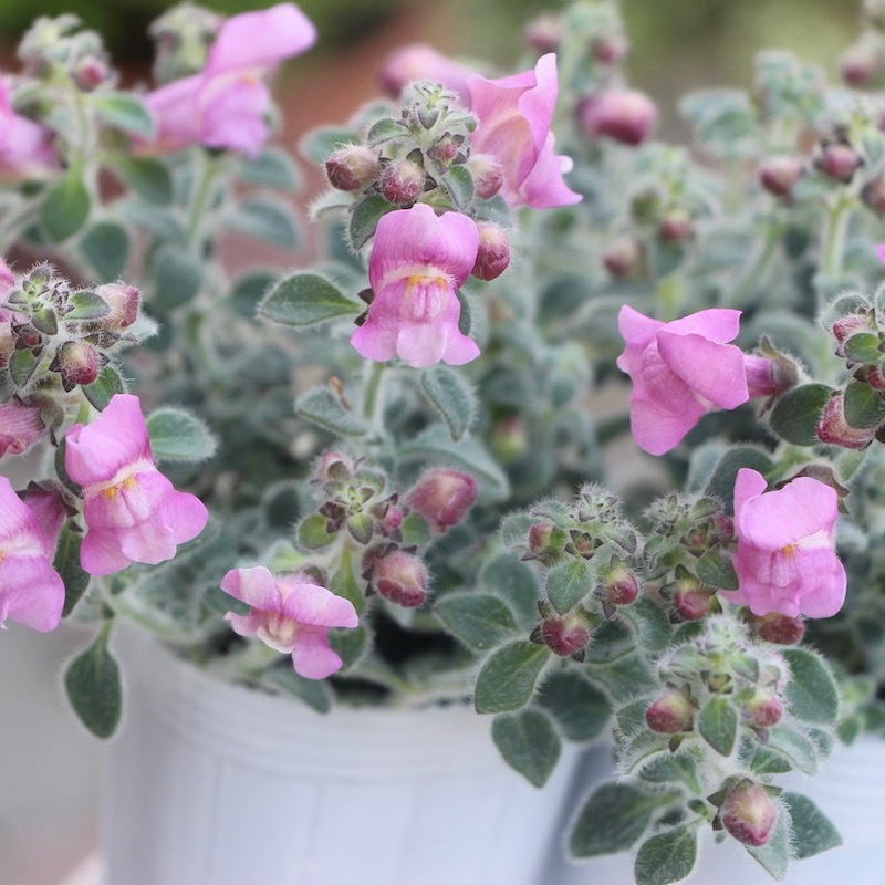 銀葉のキンギョソウ「シルバードラゴン」(2.5号ロングポット)