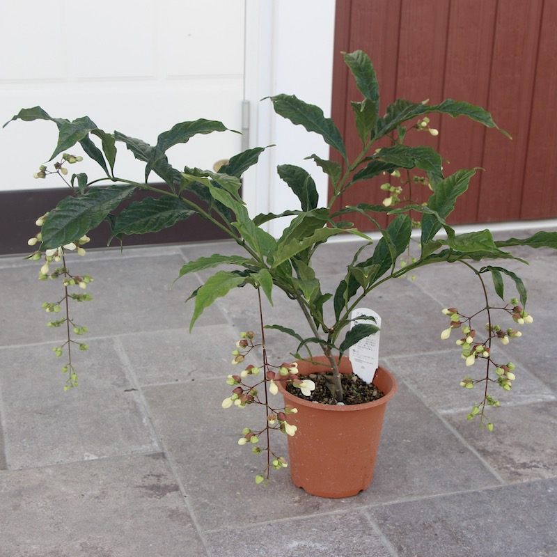 クレロデンドルム・マクロシフォン (Clerodendrum incisum var