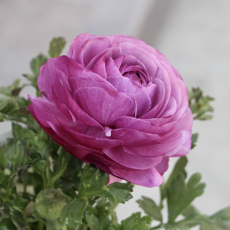 現品1株限り!!ラナンキュラス「マシェ」22-11番(3.5号ポット)