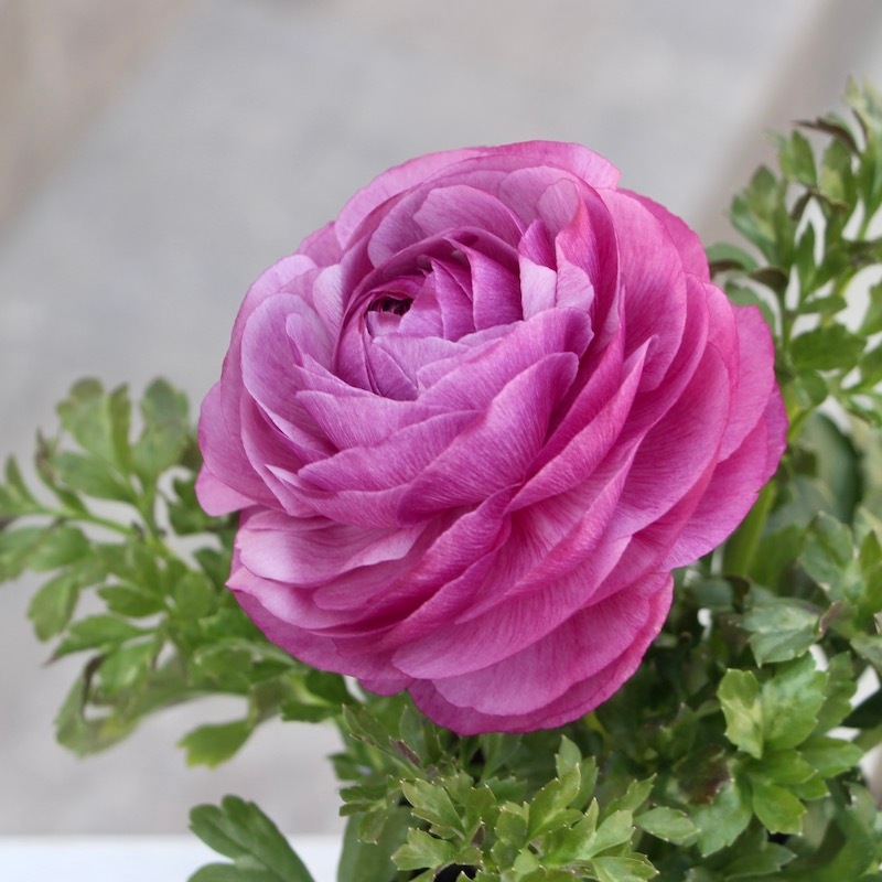 現品1株限り!!ラナンキュラス「マシェ」22-11番(3.5号ポット)