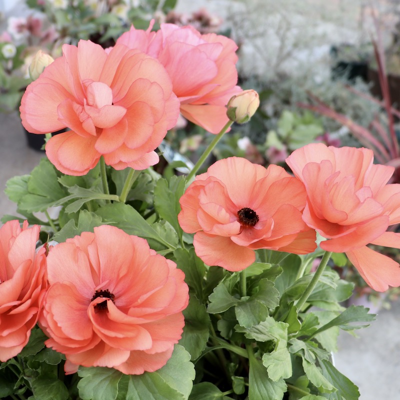 5号鉢】綾園芸さんのラナンキュラス「キプロアプリコット」