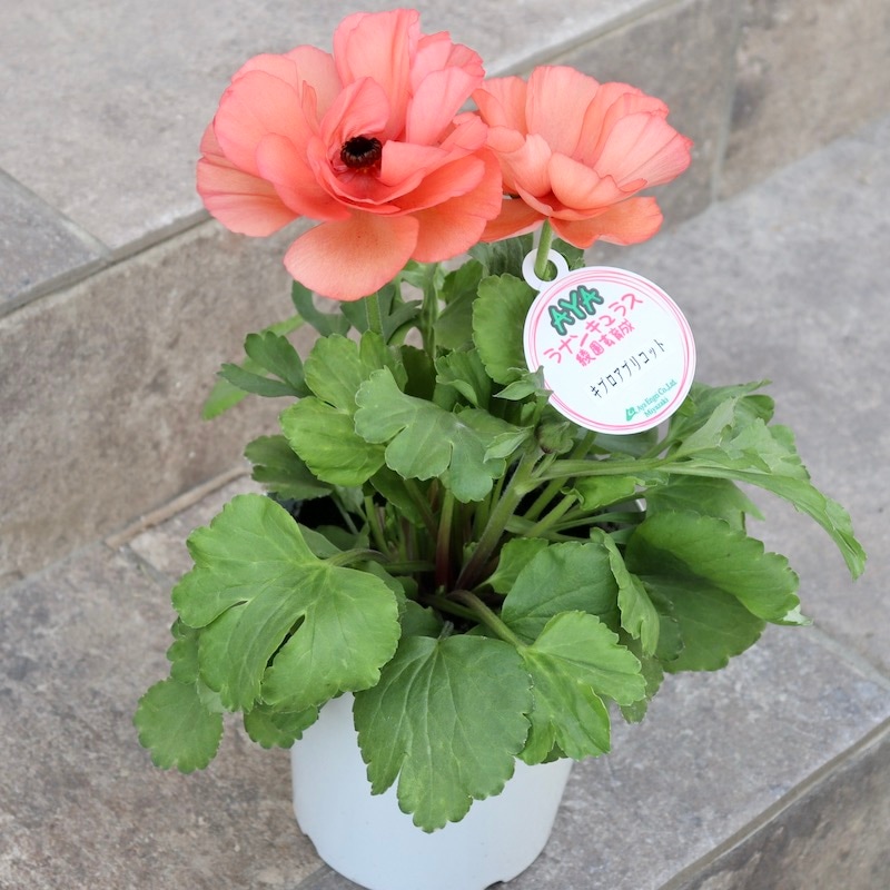 5号鉢】綾園芸さんのラナンキュラス「キプロアプリコット」