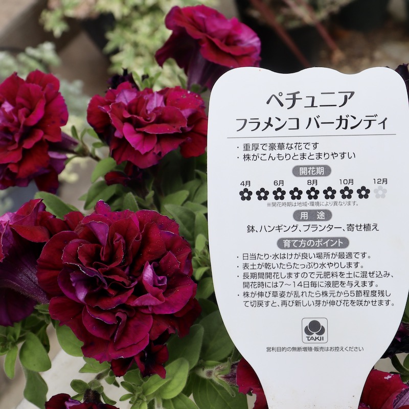 超良株入荷♪八重咲きペチュニア・フラメンコ「バーガンディ」(3.5号