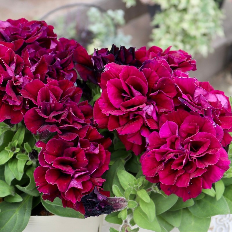 9_000000007344.jpg?1713785203