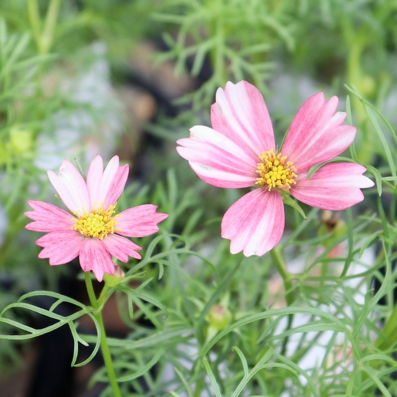 秋は秋桜♪3本植えのコスモス「ヴェルエッテ」(3号ロングポット)