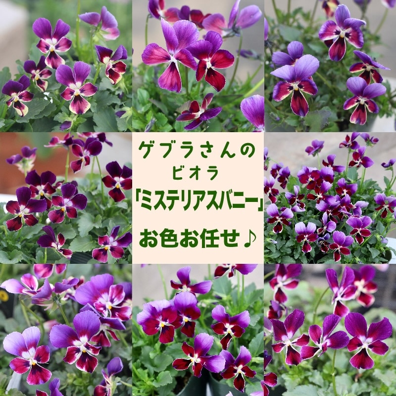 ゲブラさん育種ビオラ「ミステリアスバニー」お色お任せ【指定不可】
