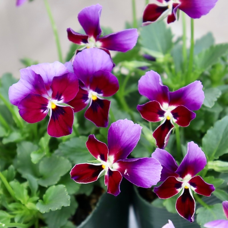 ゲブラさん育種ビオラ「ミステリアスバニー」お色お任せ【指定不可】