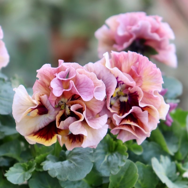 画像で花色を選べる!!植田さんのフリル咲きミニパンジー「天の羽衣」130番