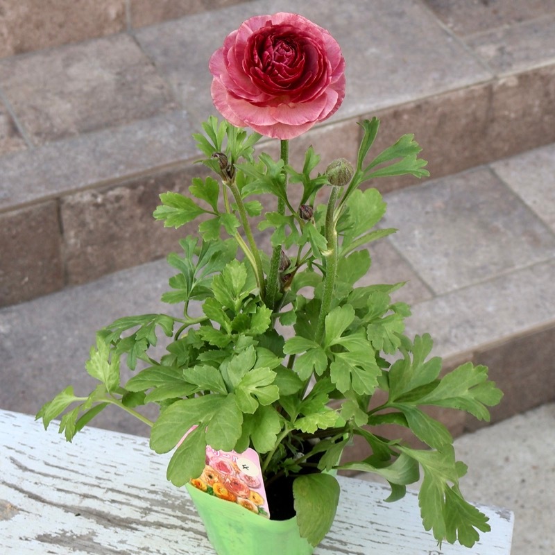 画像の現品1点限り》2色植えでお得♪うえたさんのラナンキュラス