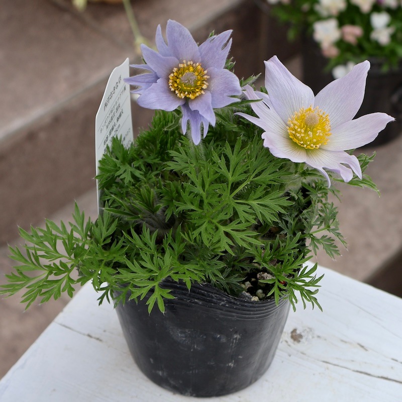 当店で夏・冬越して開花】風散歩プレミアム☆画像の現品!! 翁草