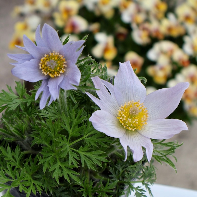 当店で夏・冬越して開花】風散歩プレミアム☆画像の現品!! 翁草